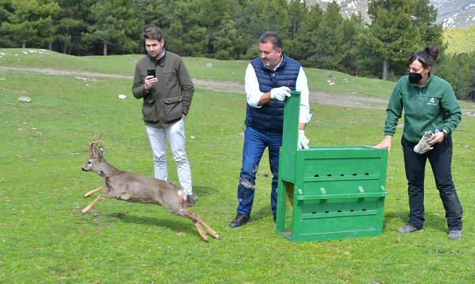 Momento de la suelta del corzo en la Sierra de Huétor.