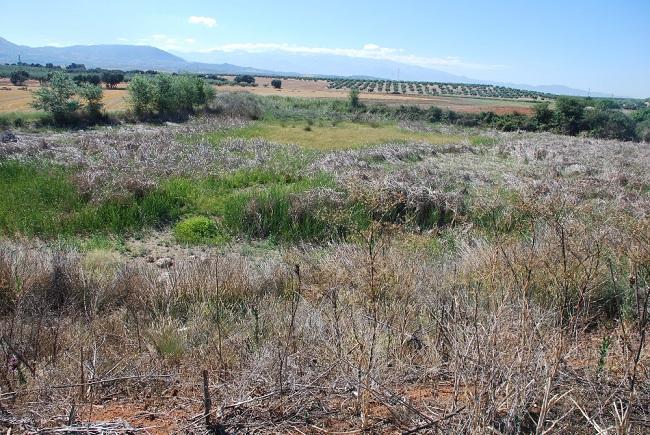 Laguna de los Arenales, en Albolote, sin agua. 