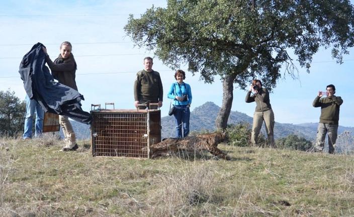 Suelta de un lince ibérico, en una imagen de archivo. 