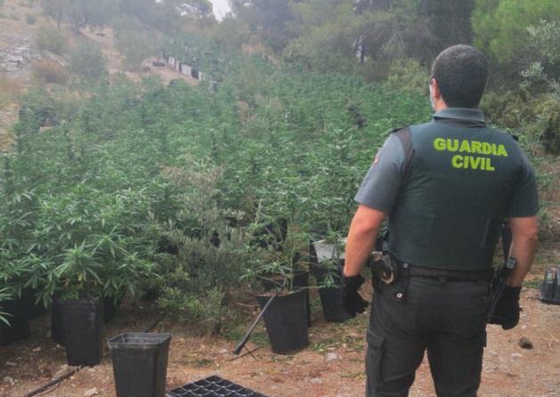 Plantación descubierta en Los Guájares.