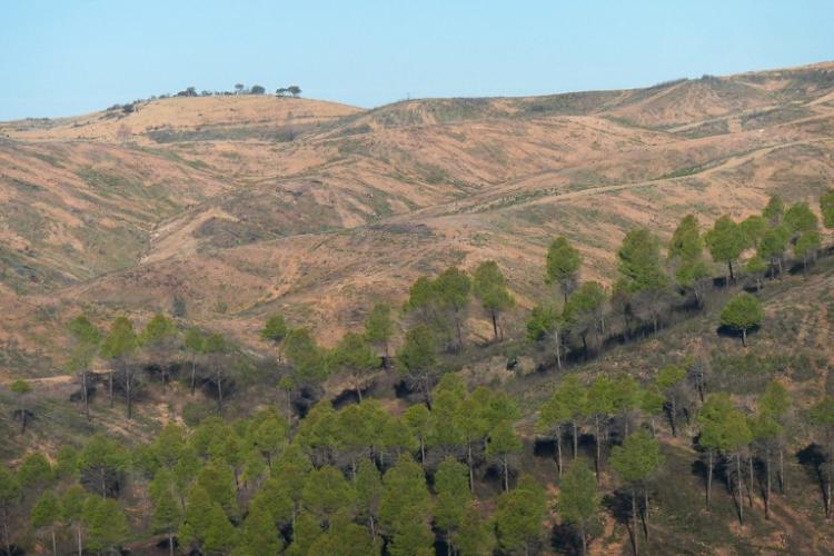 La desertificación es una de las grandes amenazas para el monte andaluz. 