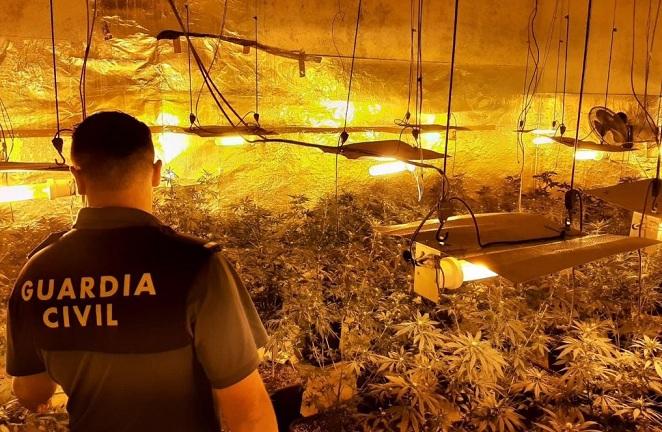 Un agente en una plantación de marihuana. 