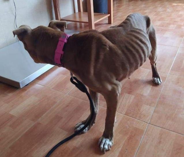 Imagen de una perra rescatada por la Policía Local de Pinos Puente, cuyo dueño fue llevado ante el juez.