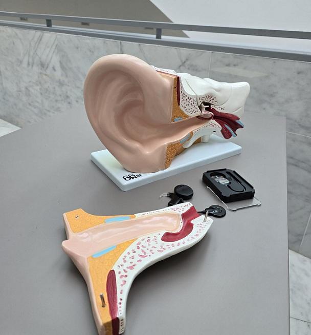 Maqueta del oído interno y el implante. 