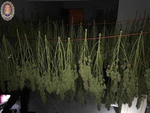 Marihuana intervenida en el inmueble.