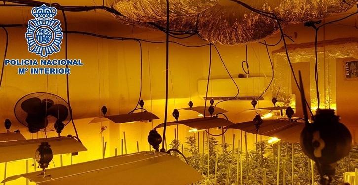 Una de las plantaciones descubiertas.