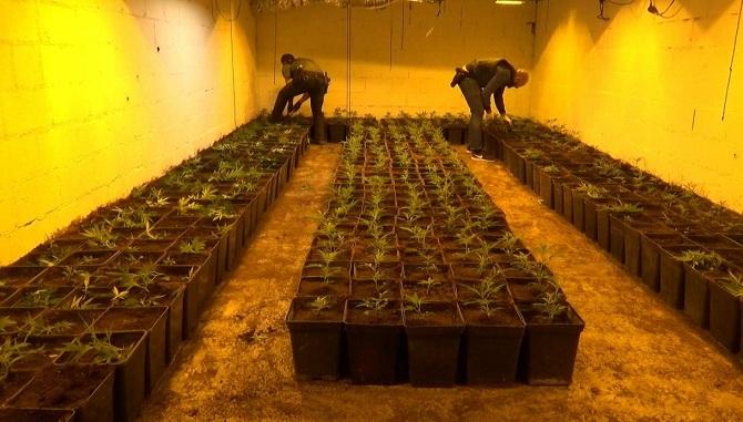 Un de las dos habitaciones del sótano habilitadas para el cultivo de marihuana. 