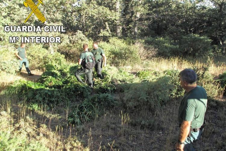 Una de las plantaciones descubiertas.