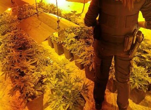 Uno de los invernaderos de marihuana descubiertos en Guadahortuna. 