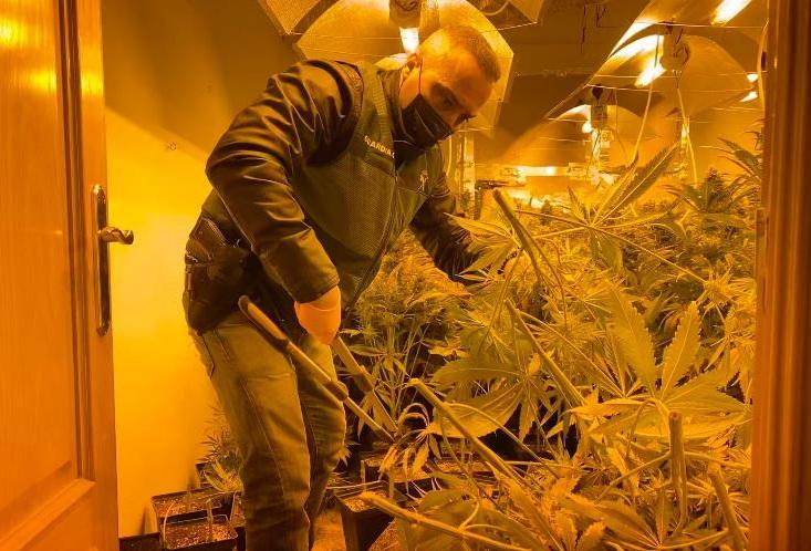 Una de las habitaciones dedicada al cultivo de marihuana.
