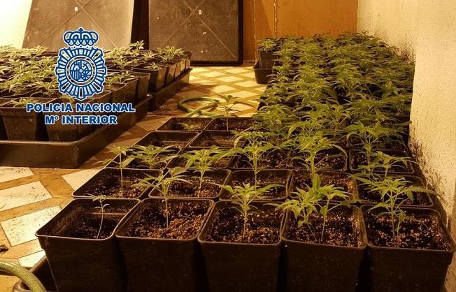 Plantas de marihuana requisadas Plantas de marihuana requisadas.