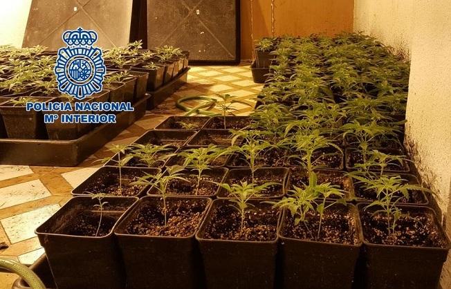 Plantas de marihuana requisadas.