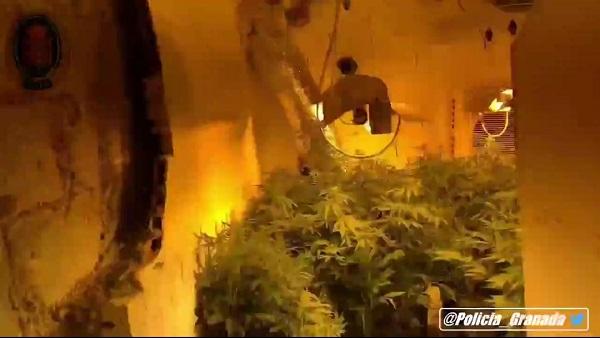 Plantas de marihuana en los trasteros desmantelados. Plantas de marihuana en los trasteros desmantelados.