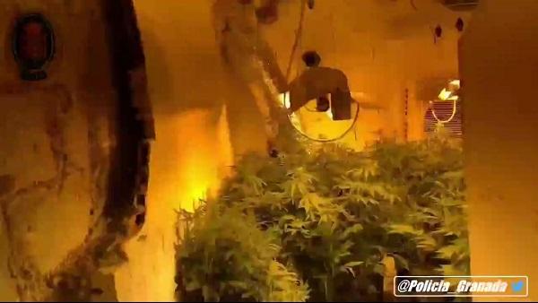 Plantas de marihuana en los trasteros desmantelados.