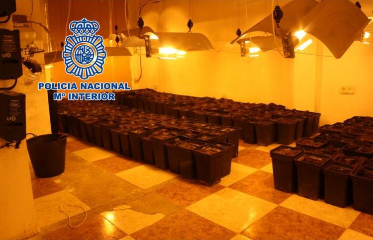 Plantas de marihuana encontradas en la vivienda.