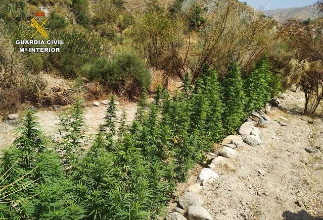 Plantación de marihuana en el barranco del Hornillo de Lújar. 