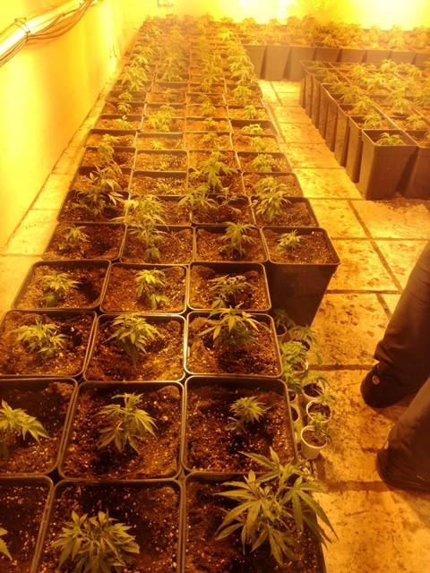 Plantas intervenidas en la operación. Plantas intervenidas en la operación.