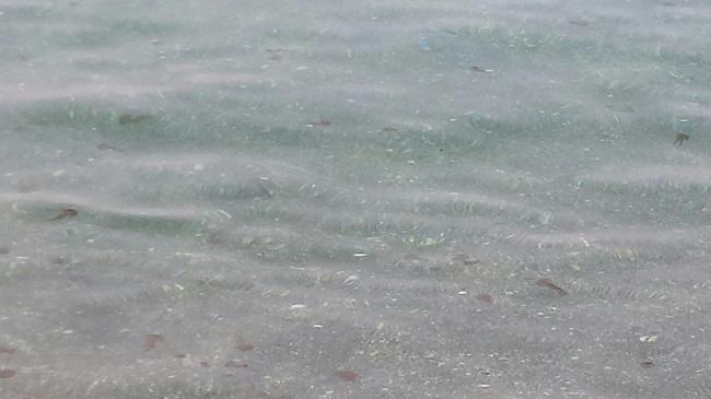 La presencia de medusas en las playas ha sido habitual este verano.