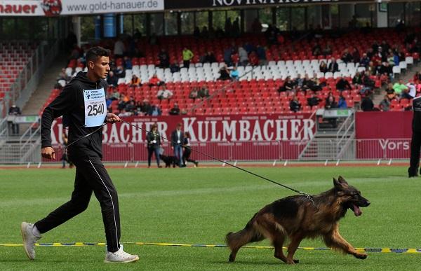 La pastor alemán premiada durante el campeonato.