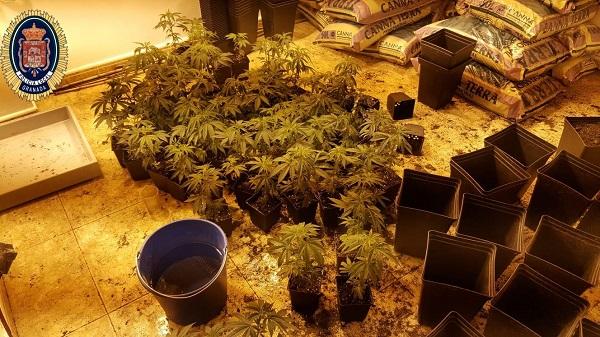 Marihuana y utensilios para su cultivo localizados en el piso.