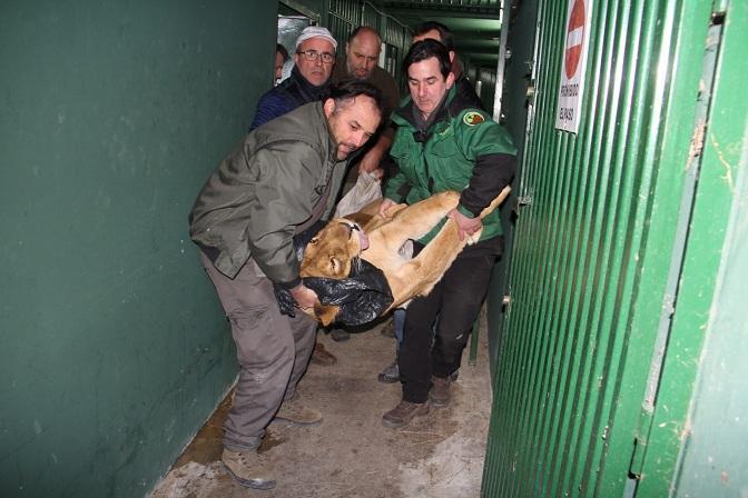 Traslado de animales en enero de este año. Traslado de animales en enero de este año.