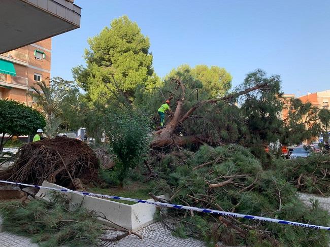Operarios municipales y bomberos trabajando en la retirada del árbol. Operarios municipales y bomberos trabajando en la retirada del árbol.