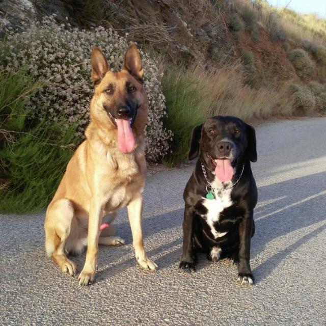 Negro y Otto, los perros policías locales de Almuñécar. Negro y Otto, los perros policías locales de Almuñécar.