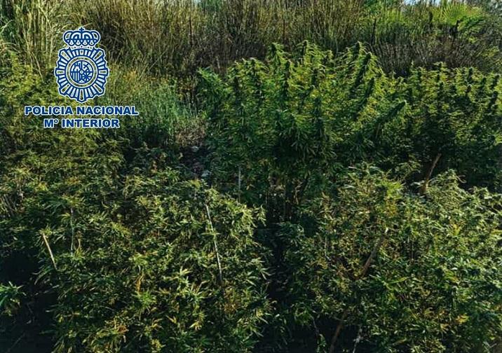 'Árboles' de marihuana descubiertos en Motril.