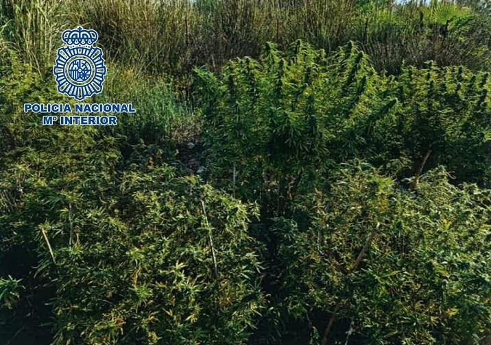 'Árboles' de marihuana descubiertos en Motril. 