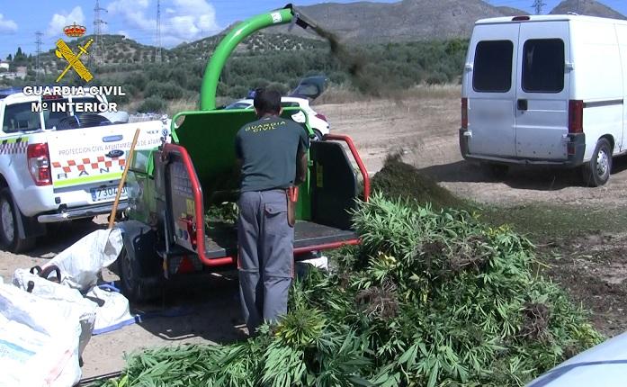 Las plantas de marihuana, trituradas por los agentes Las plantas de marihuana, trituradas por los agentes.