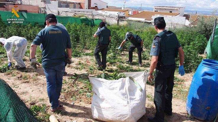 Operación en Atarfe en junio, la mayor de la provincia, con 12.195 plantas requisadas.