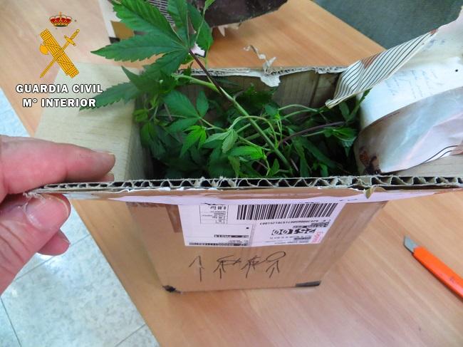 Paquete postal con la marihuana. Paquete postal con la marihuana.