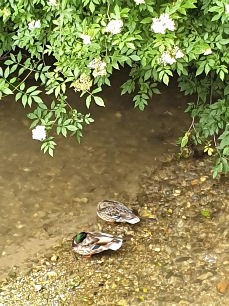 Imagen de los dos patos tomada esta mañana en el Puente Cabrera.