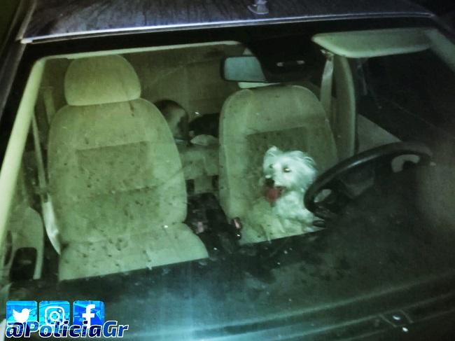 Imagen en la que se ve a los perros en el interior del vehículo.
