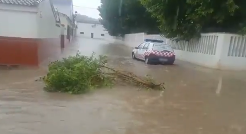 Rama arrastrada por el agua en una calle de Peñuelas. Rama arrastrada por el agua en una calle de Peñuelas.