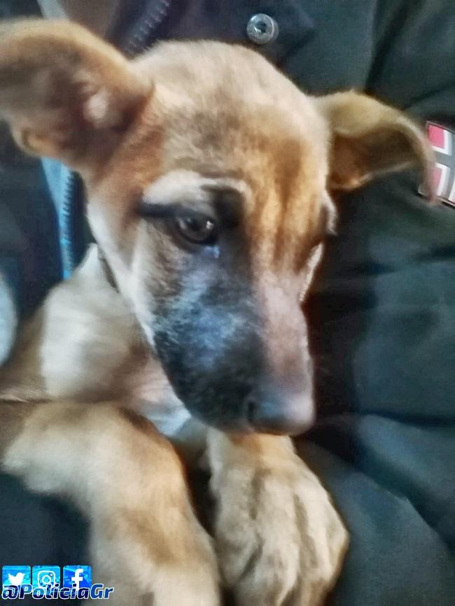 Cachorro librado del maltrato.