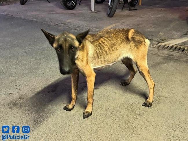 La perrilla, de entre seis y ocho meses, presenta un lamentable estado de abandono.