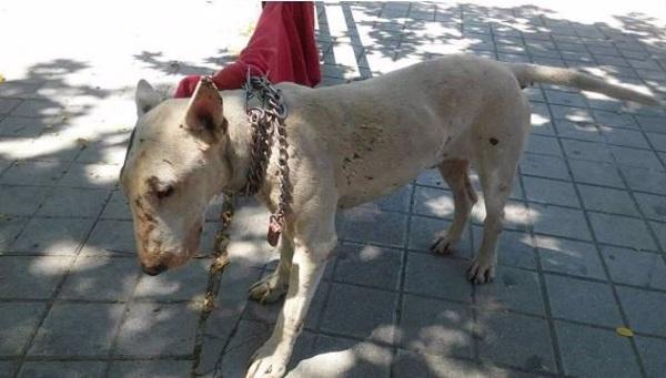 El perro fue atado en un árbol, a pleno sol, sin agua ni comida.