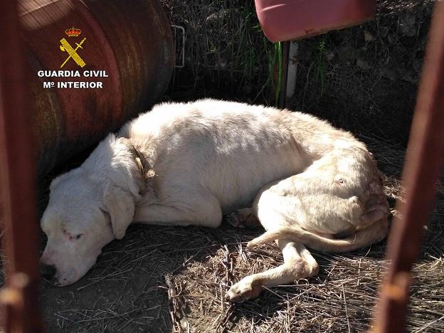 El perro, un dogo argentino, abandonado por su dueño.