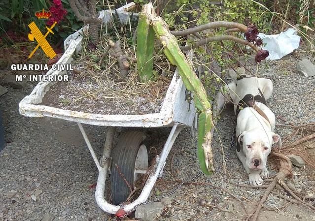 Estado en que se encontraba el perro Estado en que se encontraba el perro.