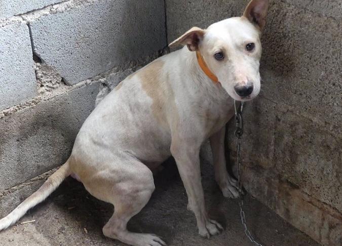 Perro de caza hallado en condiciones precarias en un pueblo de Granada. 