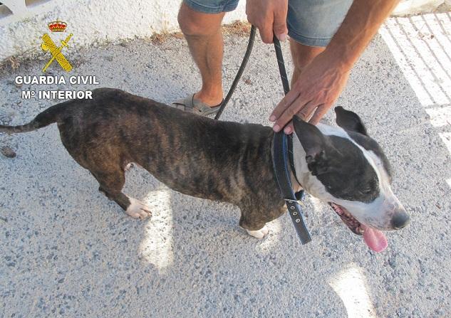 El perro llevaba varios días sin agua ni comida. 