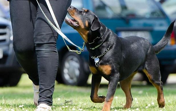El Ayuntamiento pide a los dueños que recojan la caca de sus perros El Ayuntamiento pide a los dueños que recojan la caca de sus perros.