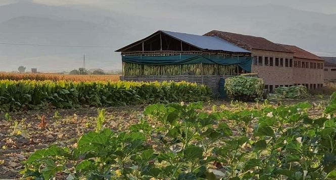 Uno de los secaderos de tabaco de la Vega. 