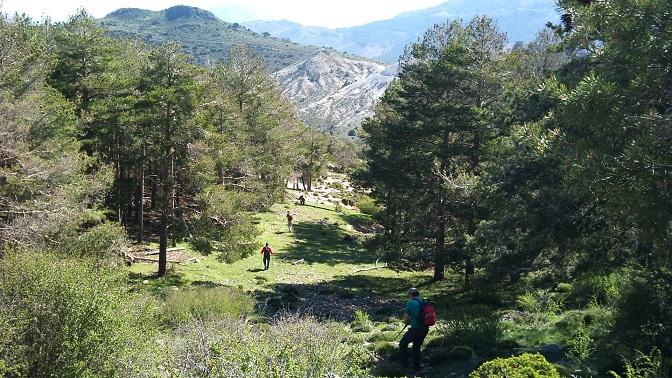 Pinares por el Cerro Huenes, en Monachil.