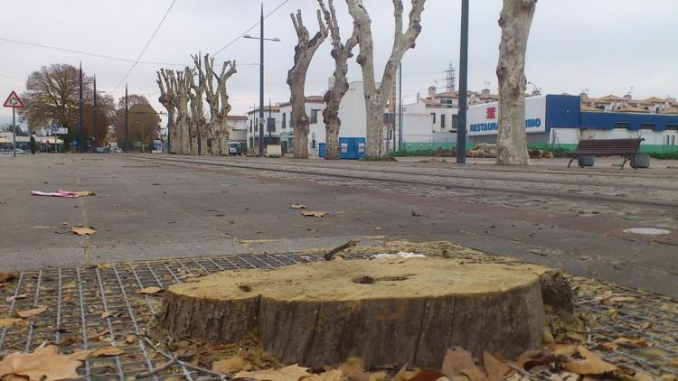 Uno de los árboles talados. Al fondo, hilera de plátanos tras la poda y a la derecha aparecen apilados los troncos cortados.