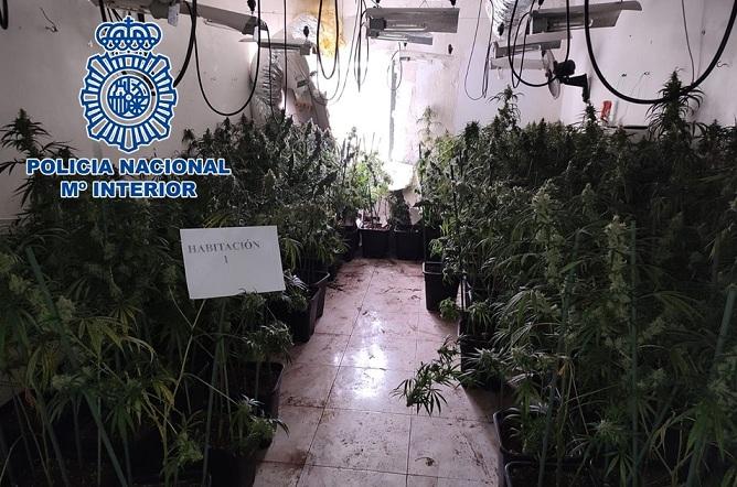 Una de las plantaciones descubiertas.