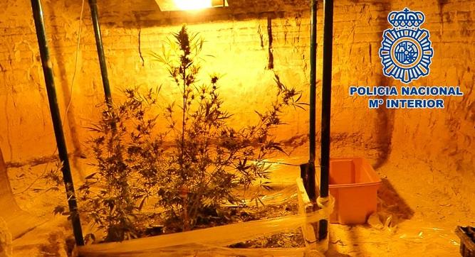 Plantación de marihuana que tenía el detenido en una oquedad de un cerro.