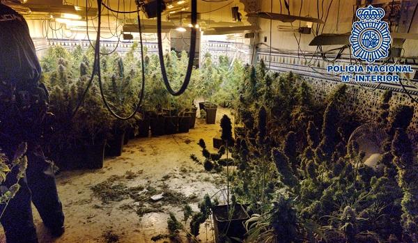 Una de las plantaciones 'indoor' desmanteladas. Una de las plantaciones 'indoor' desmanteladas.
