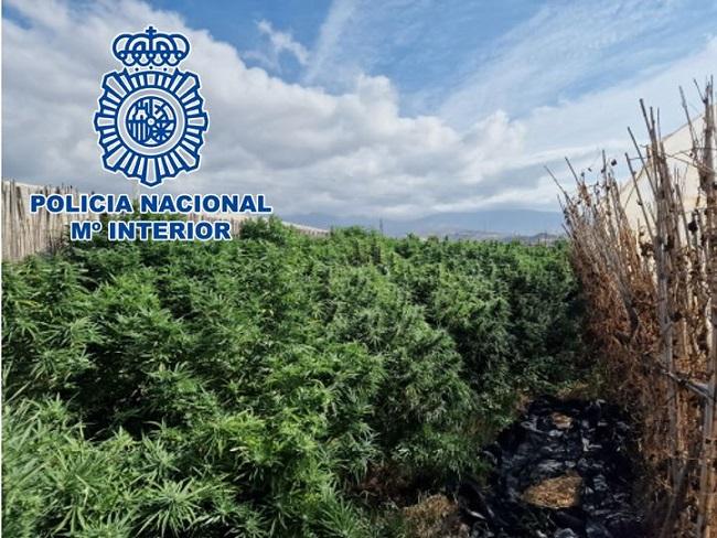 Plantación descubierta en Motril.